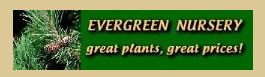 Evergreen Nursery Promo Code 